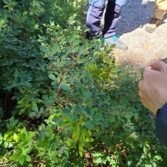 Vaccinium cespitosum