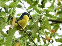 Euphonia affinis