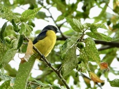 Euphonia affinis