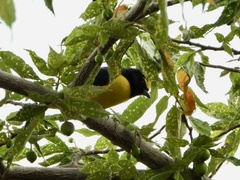 Euphonia affinis