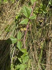 Rubus ursinus