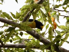 Euphonia affinis