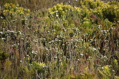 Osmitopsis asteriscoides