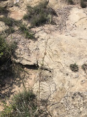 Asclepias engelmanniana