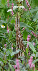 Botaurus lentiginosus