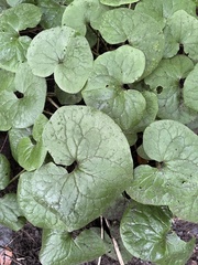 Asarum canadense