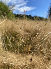 Agrostis capillaris