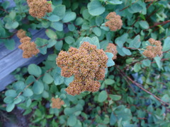 Spiraea splendens