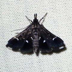 Diasemiodes nigralis