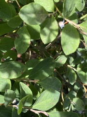 Vaccinium cespitosum