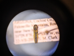 Agrilus