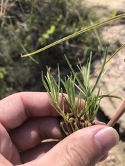 Asclepias engelmanniana
