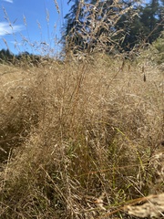 Agrostis capillaris