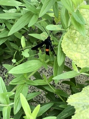 Synanthedon exitiosa