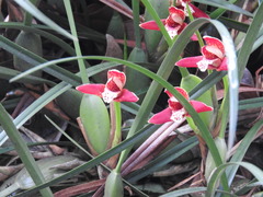Maxillaria tenuifolia