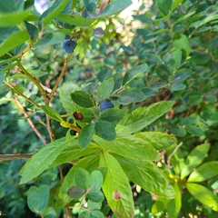 Vaccinium cespitosum
