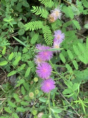 Mimosa microphylla
