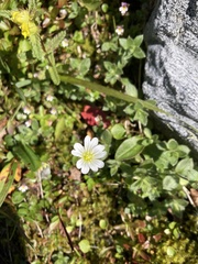 Cerastium alpinum