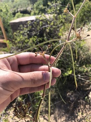Asclepias engelmanniana