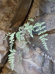 Cheilanthes hypoleuca