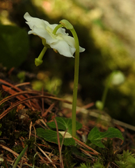Moneses uniflora