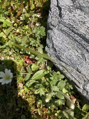 Cerastium alpinum