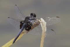 Celithemis martha