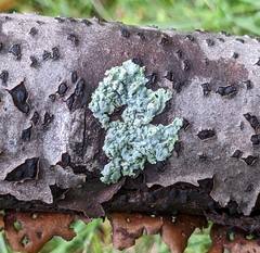 Lecanoromycetidae