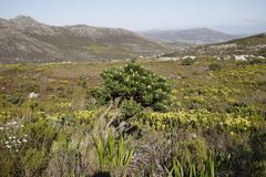 Mimetes fimbriifolius