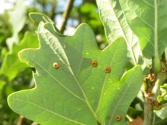 Neuroterus numismalis