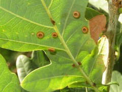 Neuroterus numismalis