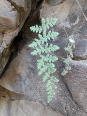 Cheilanthes hypoleuca