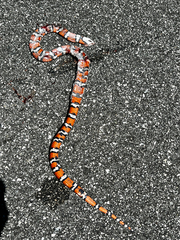 Lampropeltis zonata