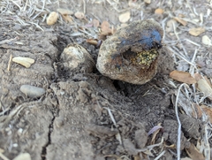 Pisolithus arhizus