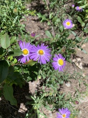 Erigeron speciosus
