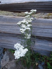 Achillea millefolium