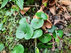 Asarum europaeum