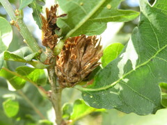 Andricus foecundatrix