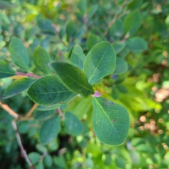 Vaccinium cespitosum