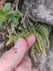 Asplenium viride