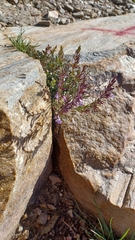 Hedeoma hyssopifolia