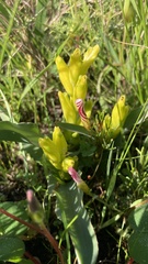 Lachenalia reflexa