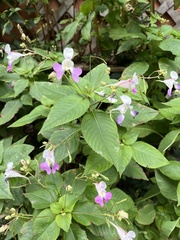 Impatiens balfourii