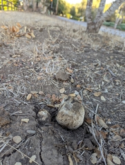 Pisolithus arhizus