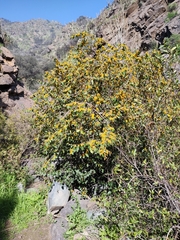 Azara petiolaris