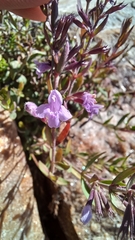 Hedeoma hyssopifolia