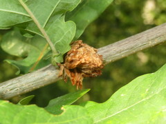 Andricus foecundatrix