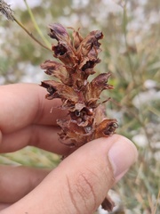Orobanche gracilis