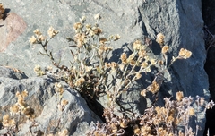 Pseudognaphalium biolettii