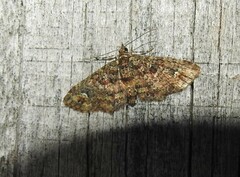 Pasiphilodes testulata